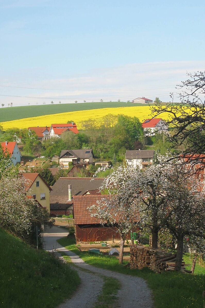 Abbildung blühende Kirschbäume und Rapsfelder in Tiefensall